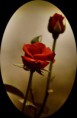 /album/foto%c4%9fraf%20galerisi/gonca%20ve%20a%c3%a7%c4%b1lm%c4%b1%c5%9f-jpg/
